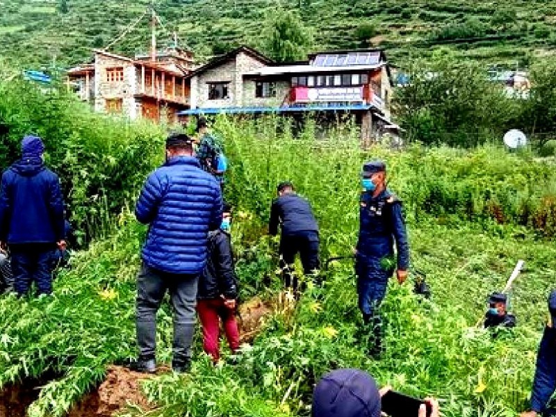 हुम्लामा प्रहरीद्धारा गाँजाखेती नष्ट